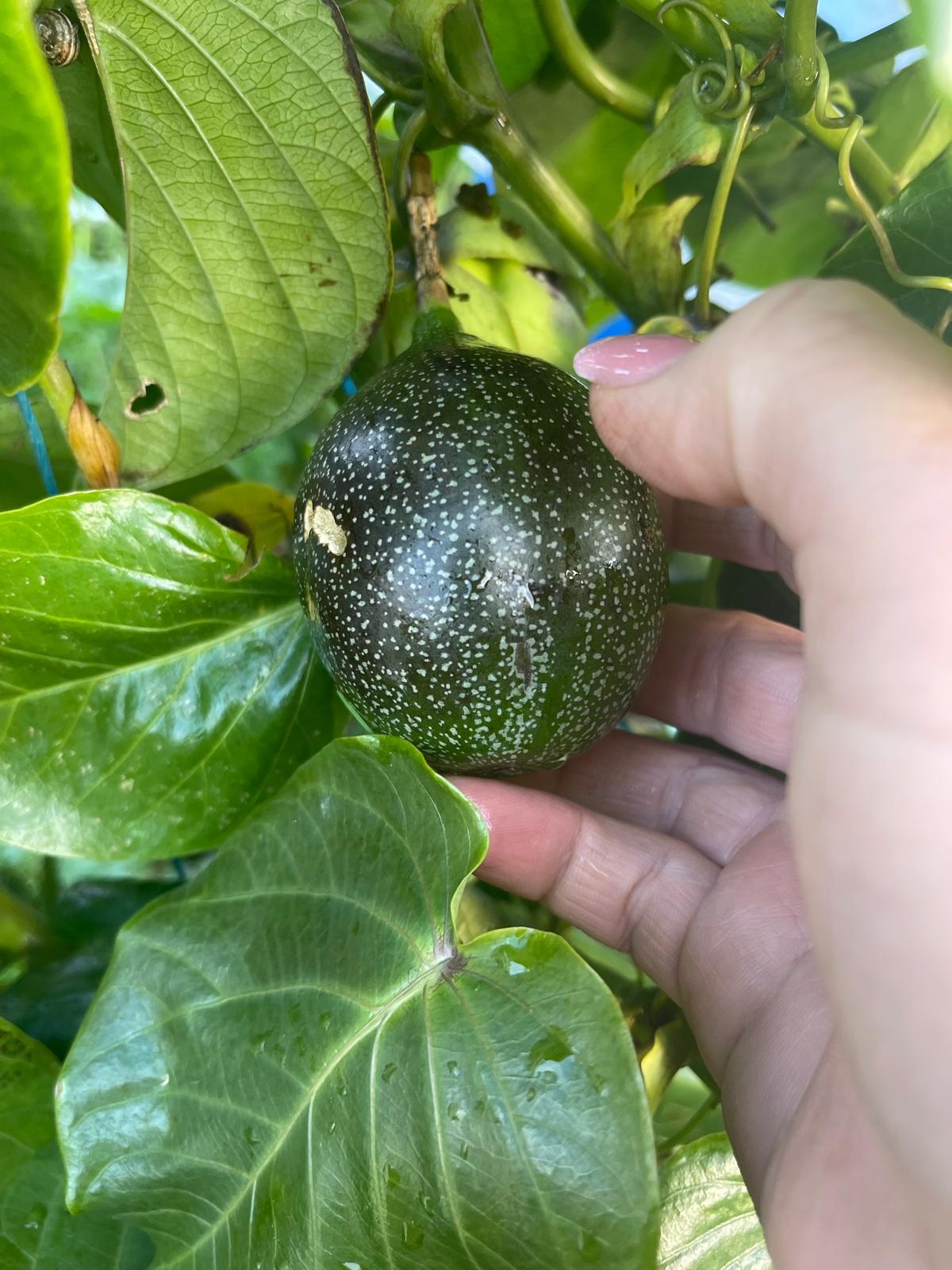 Colheita de abacates