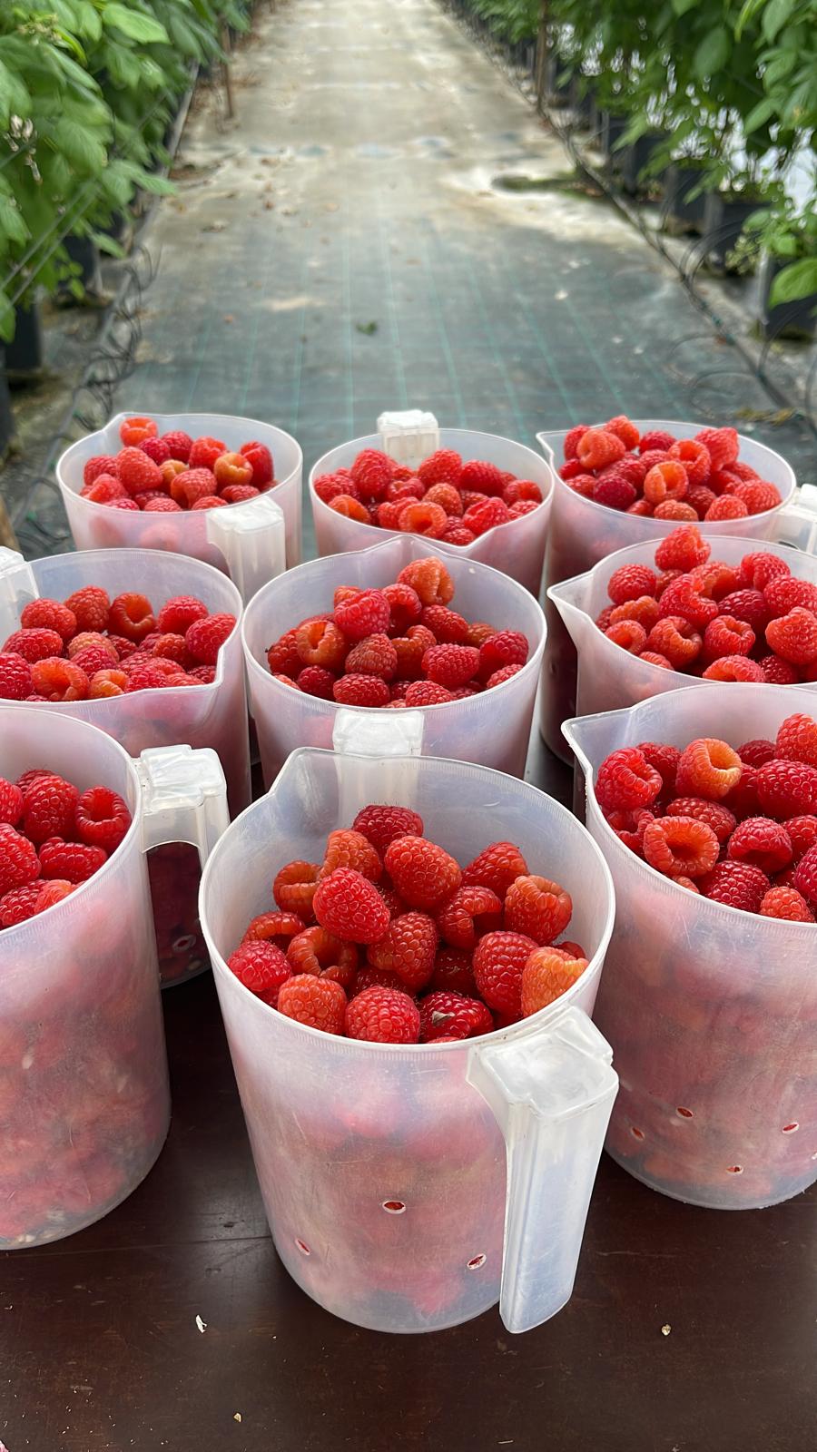 Colheita de framboesas