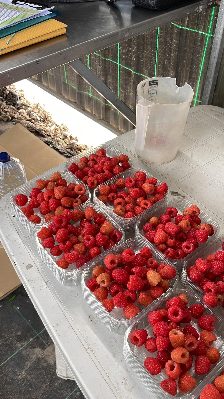 Colheita de framboesas