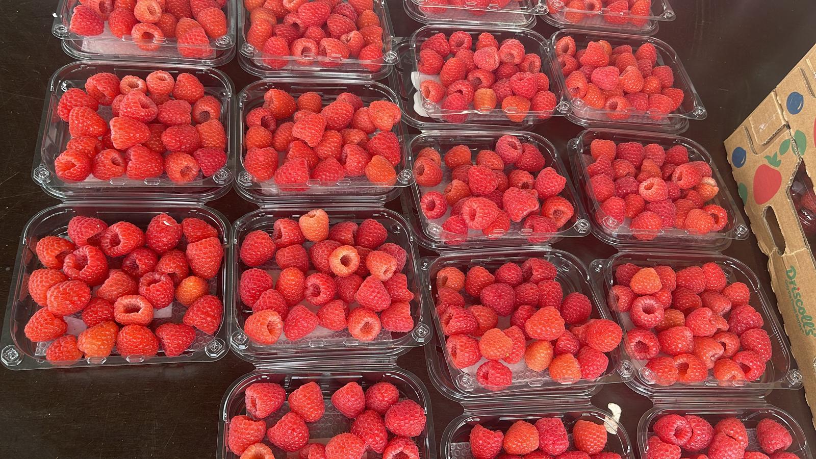 Colheita de framboesas