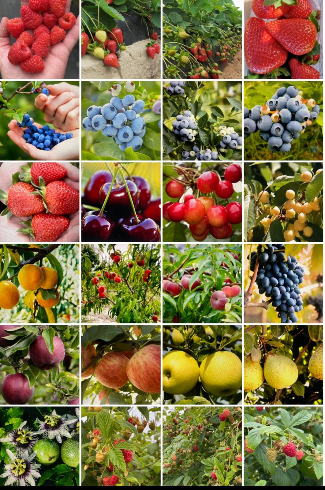 Colheita de Frutos Vermelhos e Outros Frutos