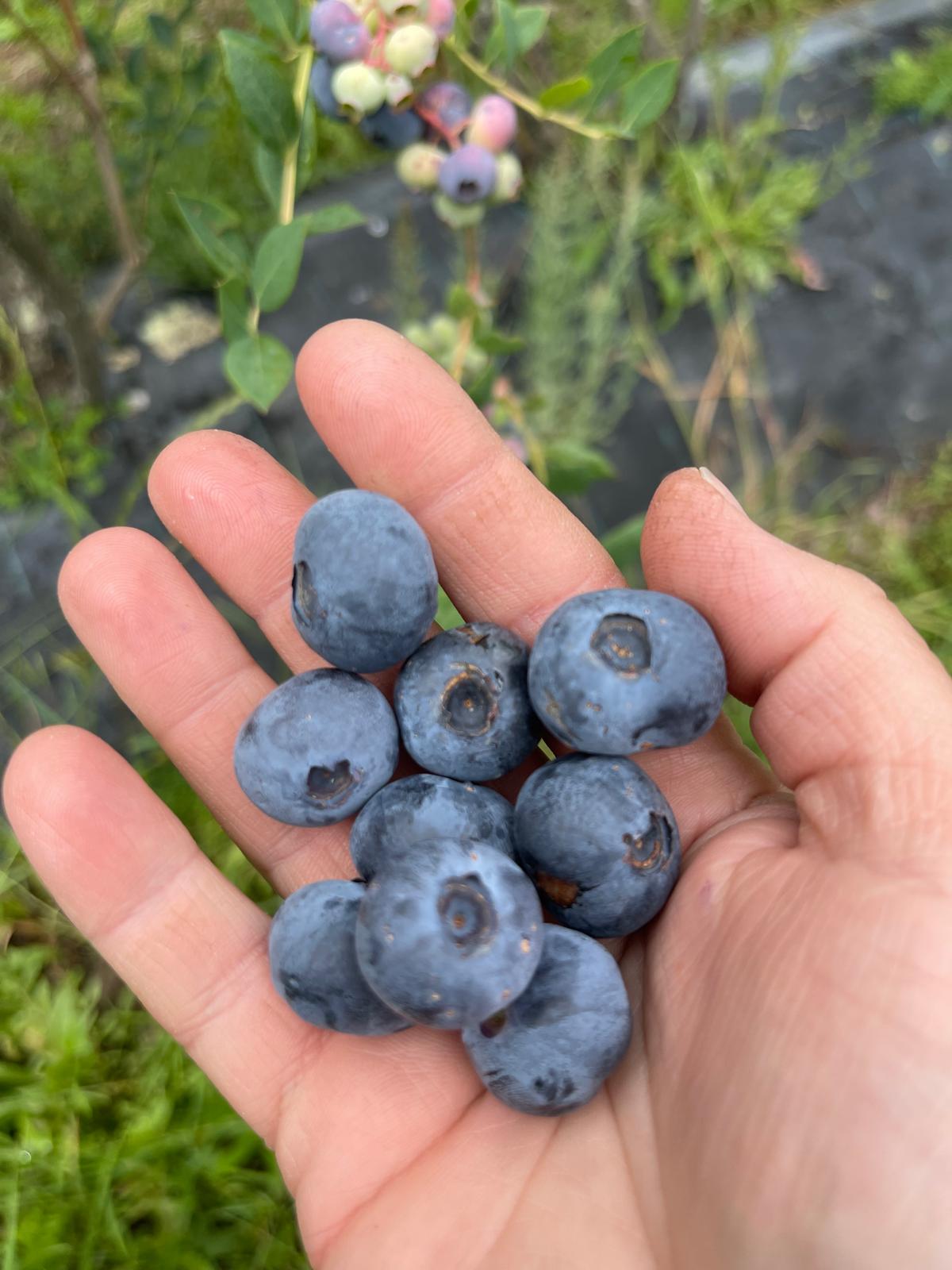 Colheita de mirtilos
