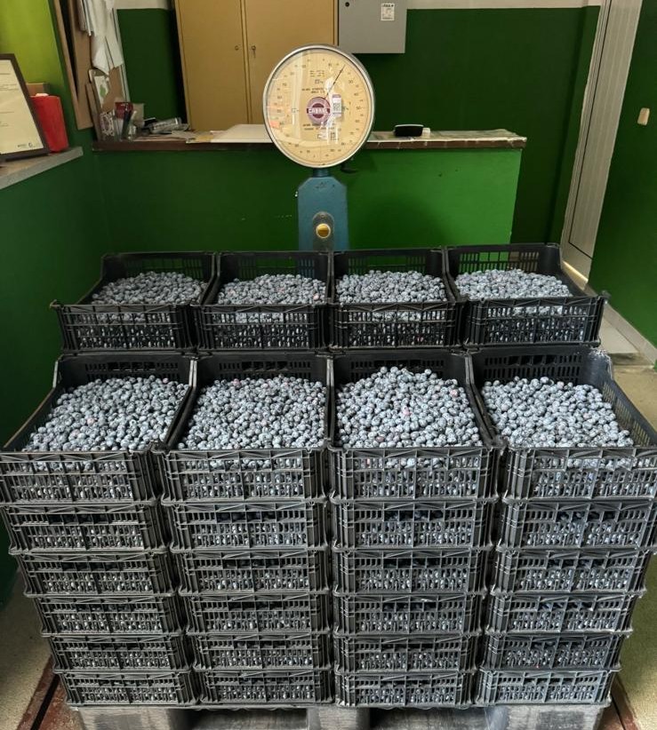 Colheita de mirtilos