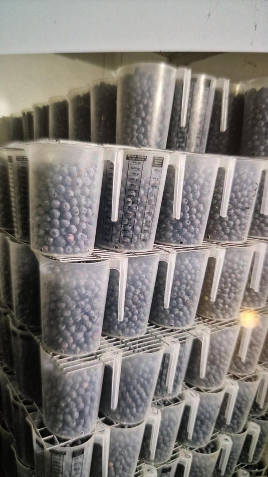 Colheita de mirtilos