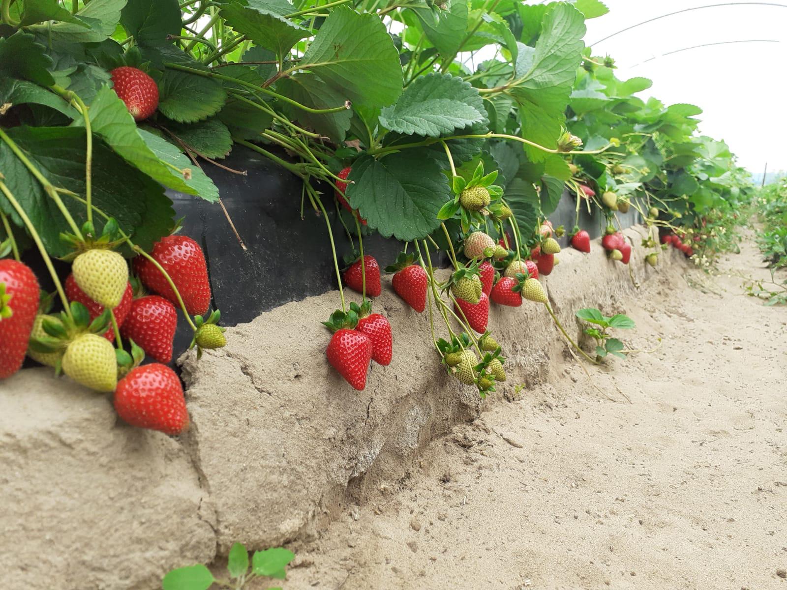 Colheita de morangos