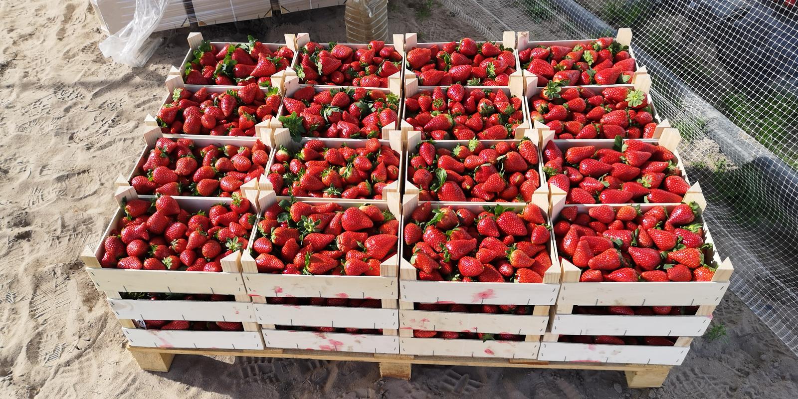 Colheita de morangos