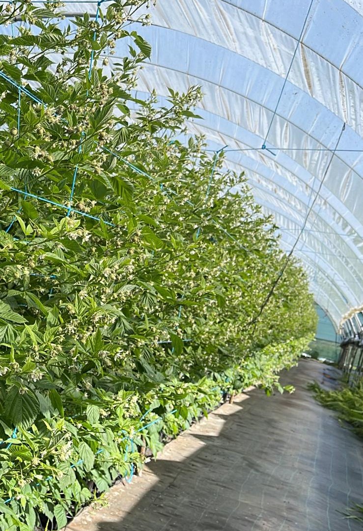 Manutenção das Plantas